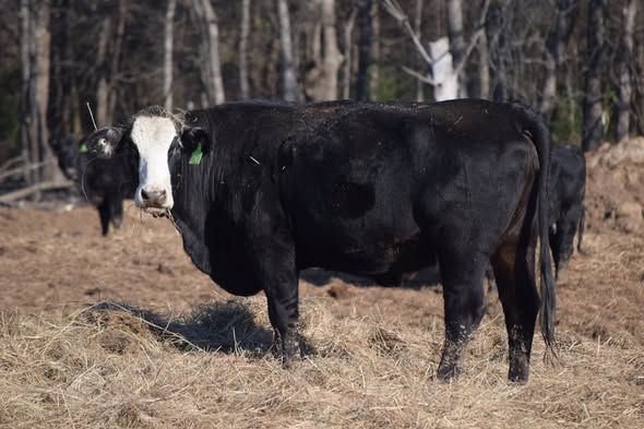 🐄 90 Quality Exposed Cows for Sale