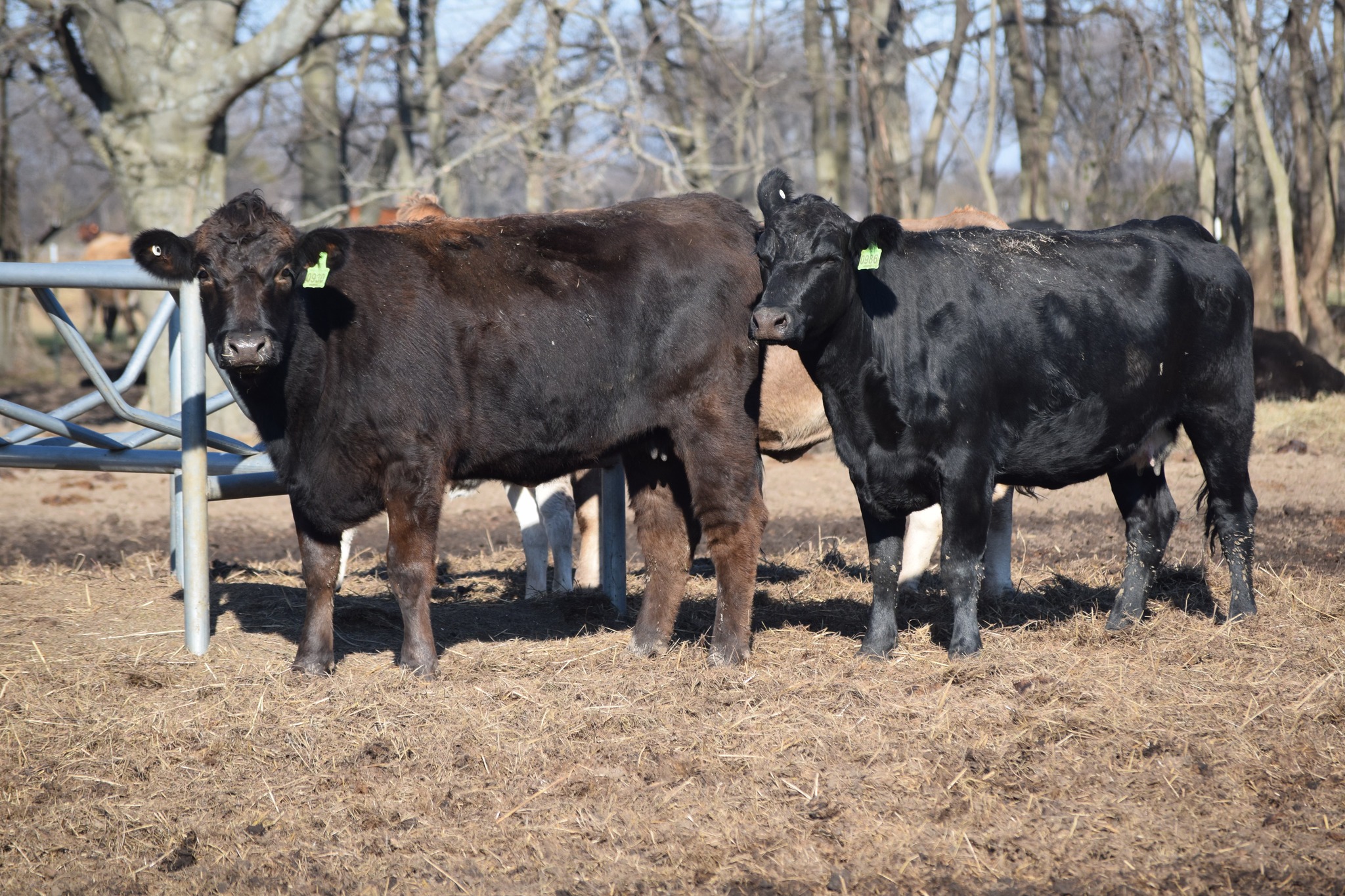 🐄 90 Quality Exposed Cows for Sale