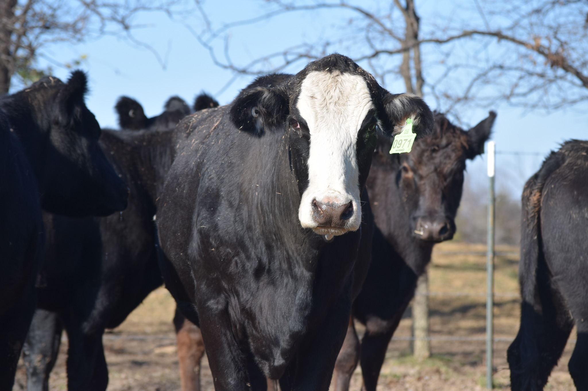 🐄 90 Quality Exposed Cows for Sale