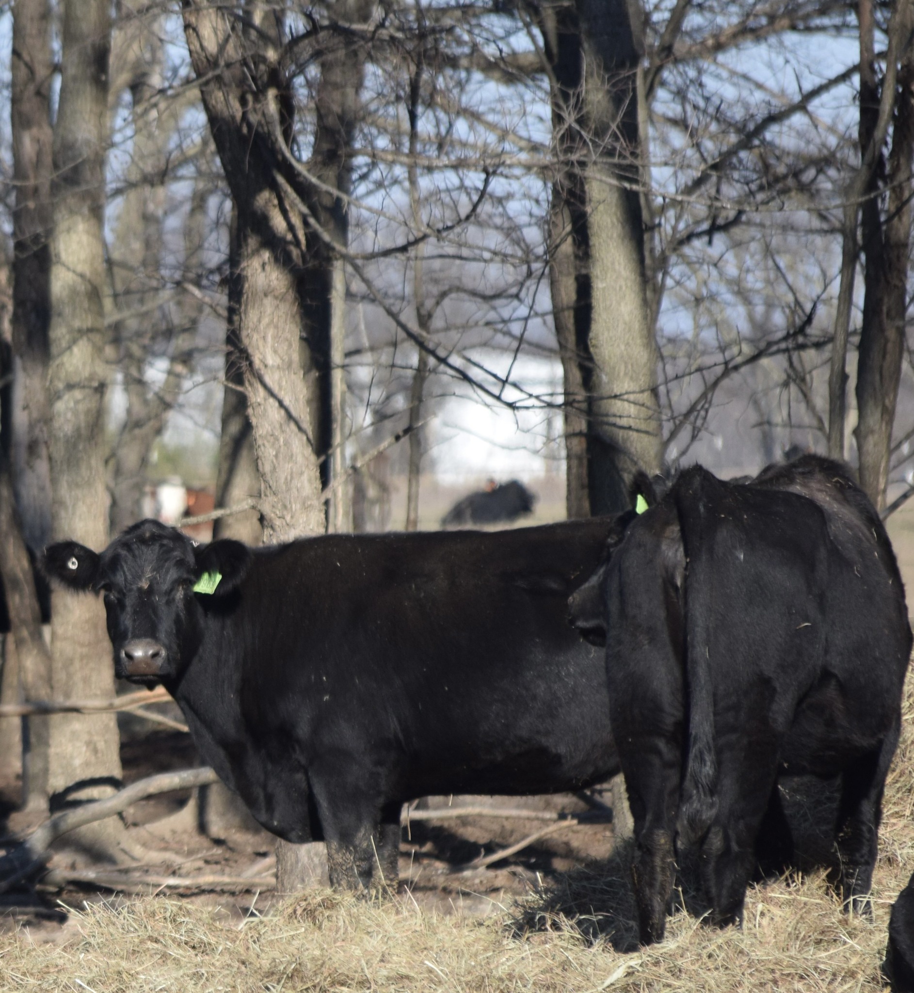 🐄 90 Quality Exposed Cows for Sale