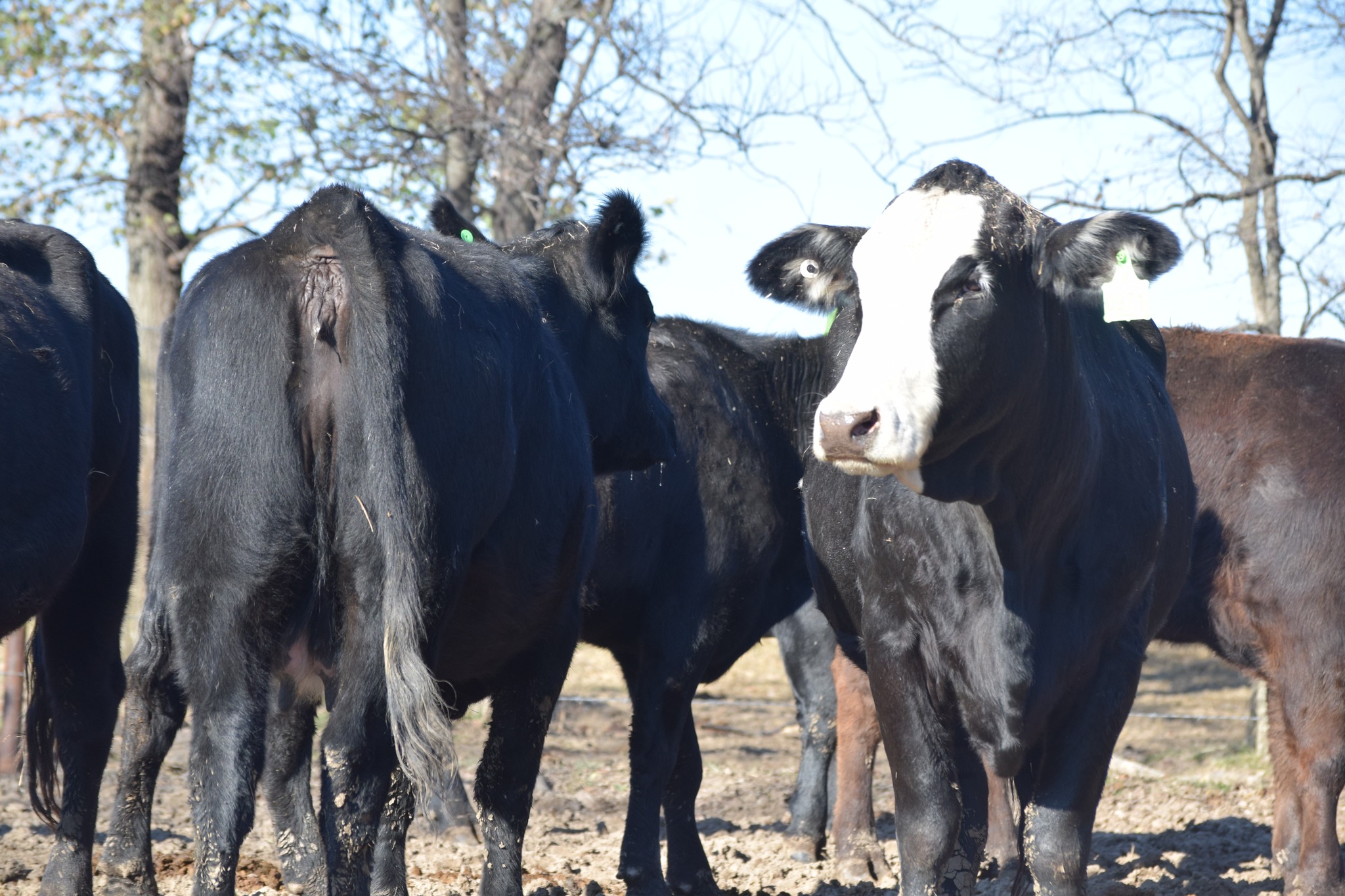🐄 90 Quality Exposed Cows for Sale