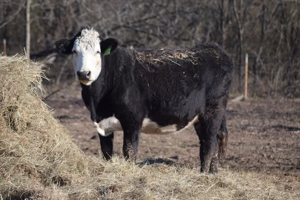 🐄 90 Quality Exposed Cows for Sale