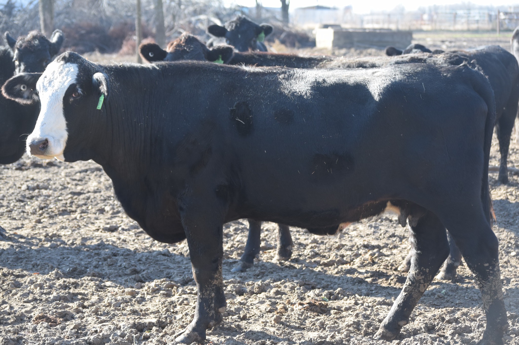 🐄 90 Quality Exposed Cows for Sale