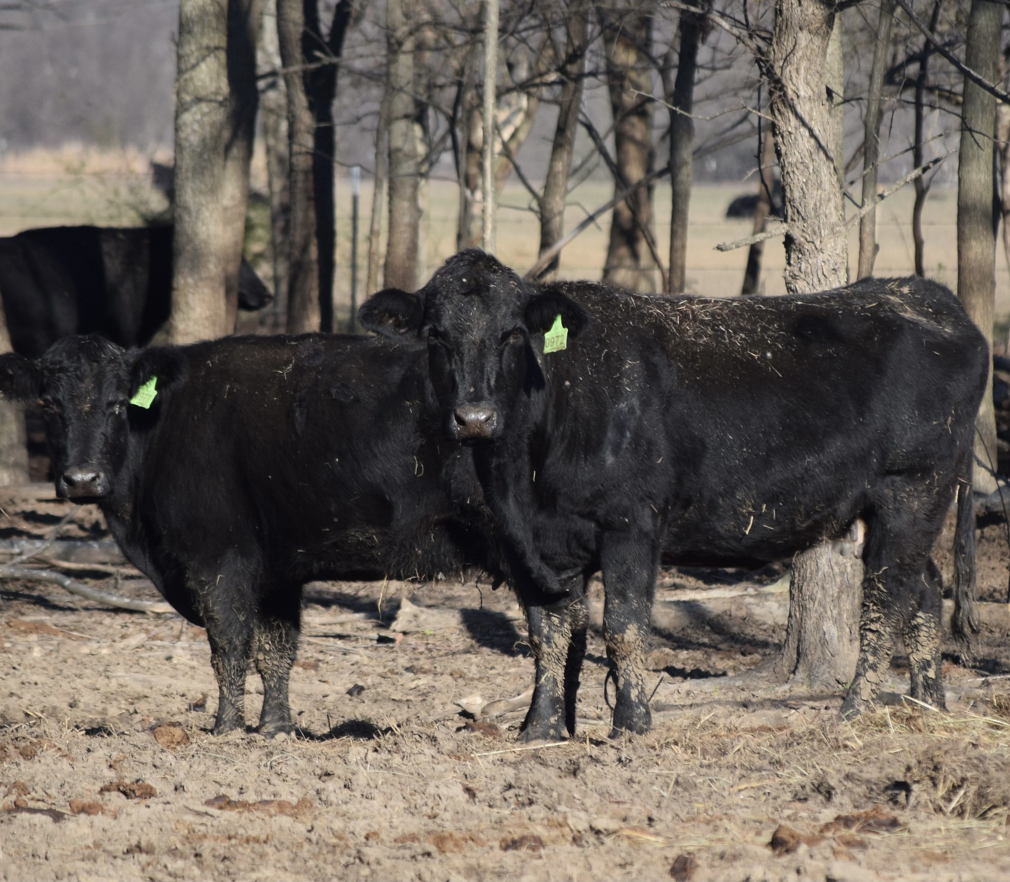 🐄 90 Quality Exposed Cows for Sale