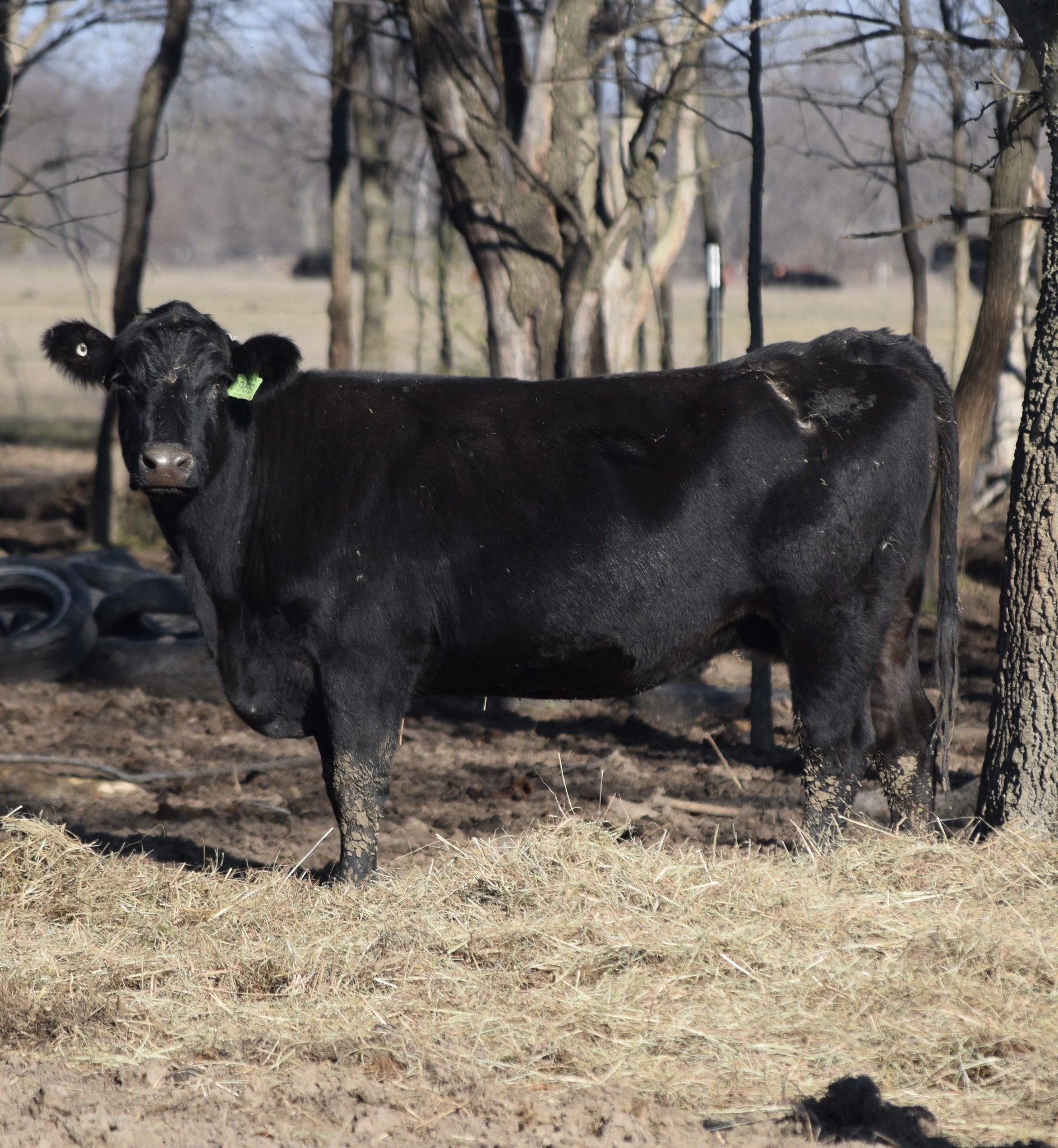 🐄 90 Quality Exposed Cows for Sale