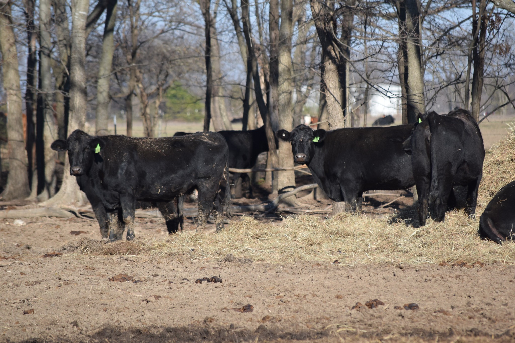 🐄 90 Quality Exposed Cows for Sale