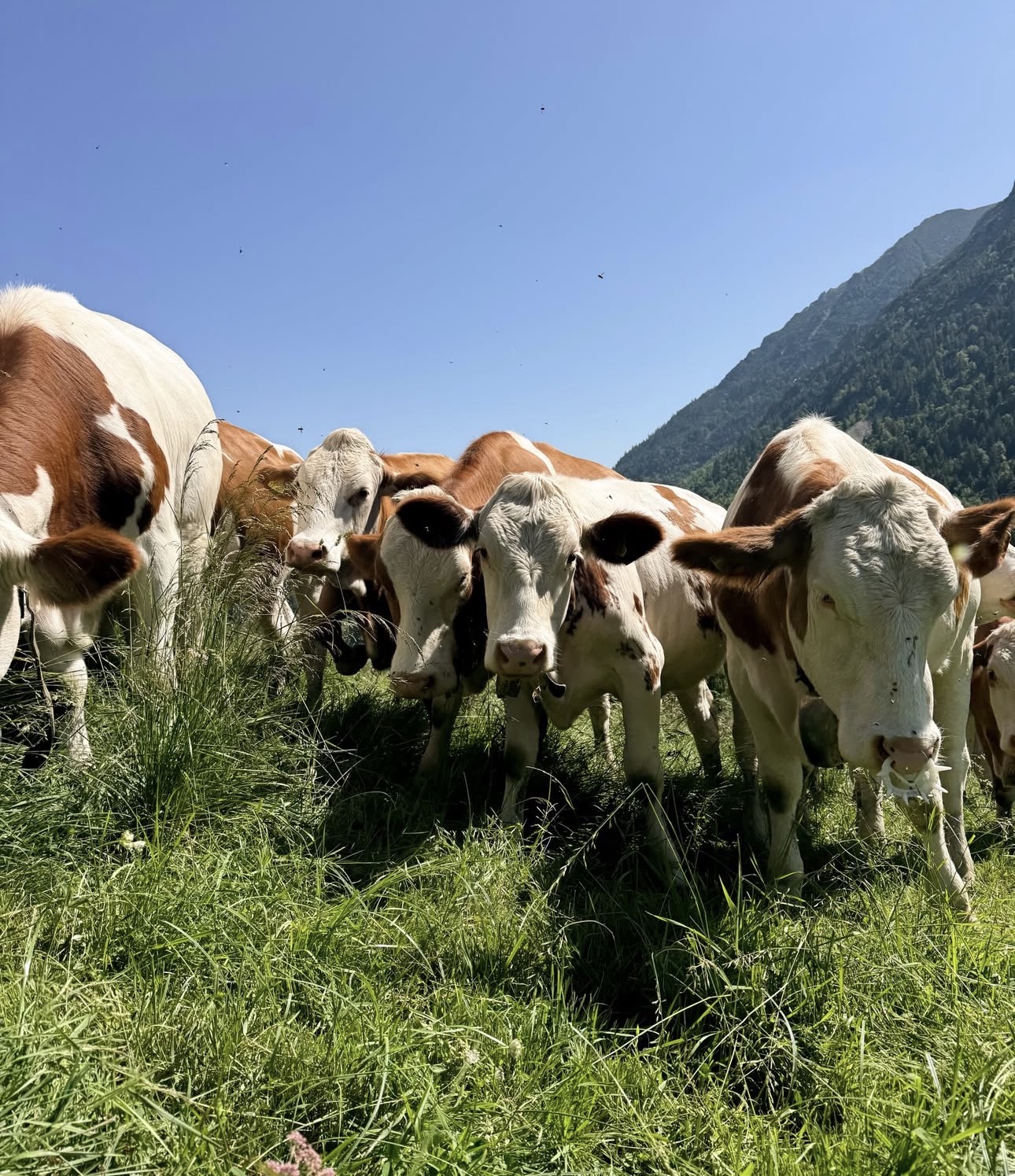 Simmental Cows