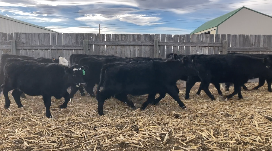 BANGS VACCINATED, HOME RAISED, 1 IRON, 650-700 LBS. FANCY CALVES!-BS107A6