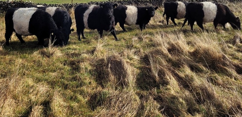 Full blood Belted galloway cattle