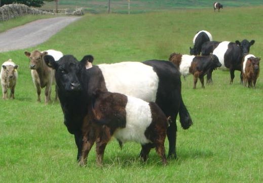 Belted Galloway cattle for sale