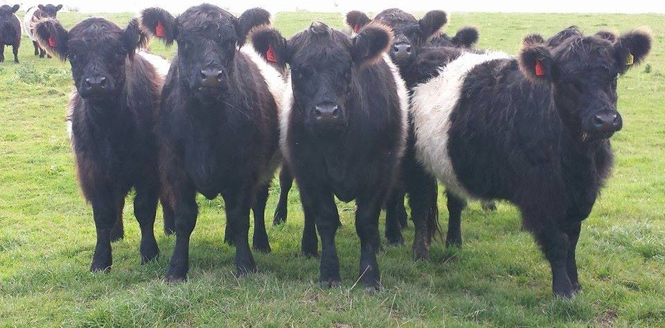 Belted Galloway cattle for sale