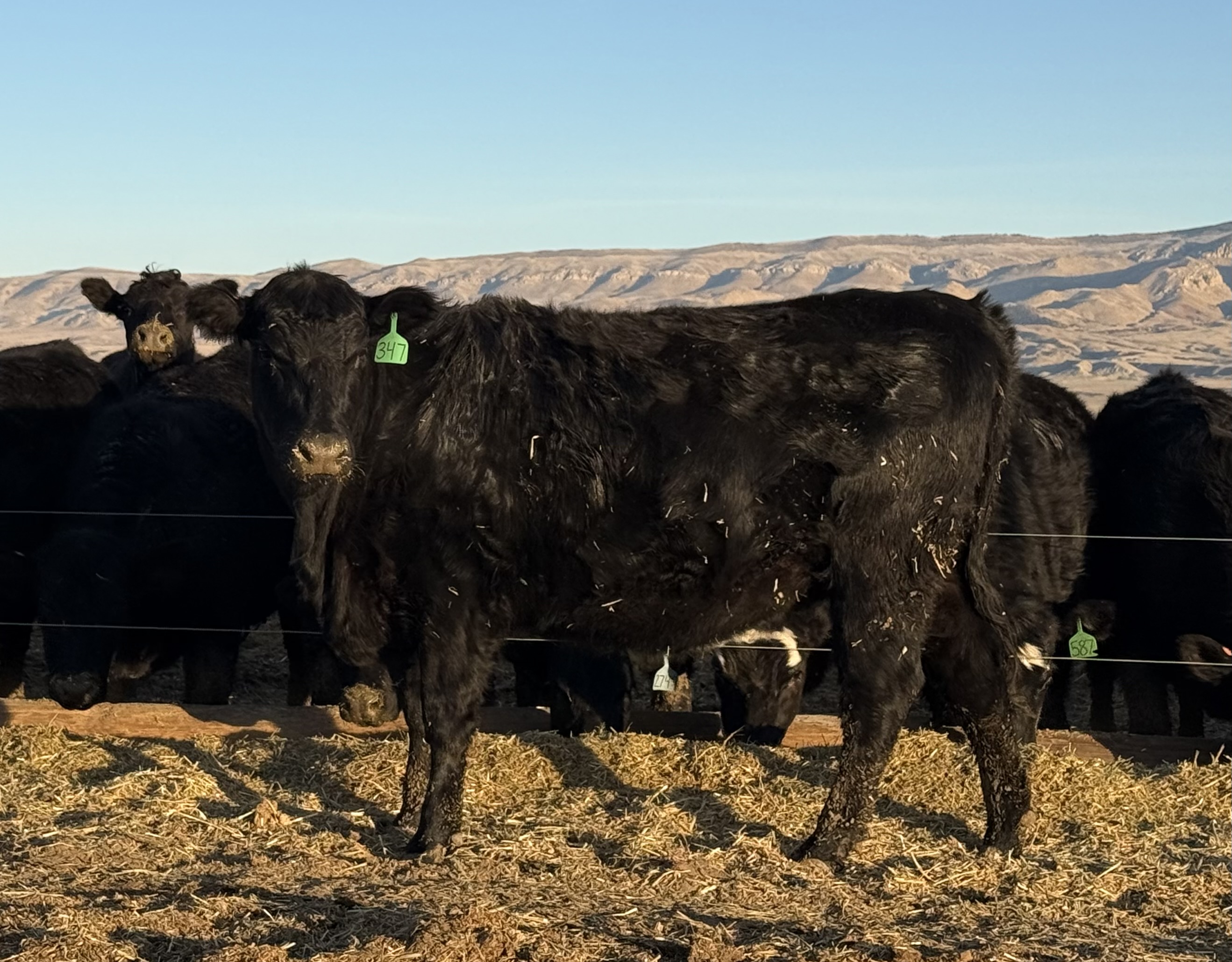 200 Black Bred Heifers