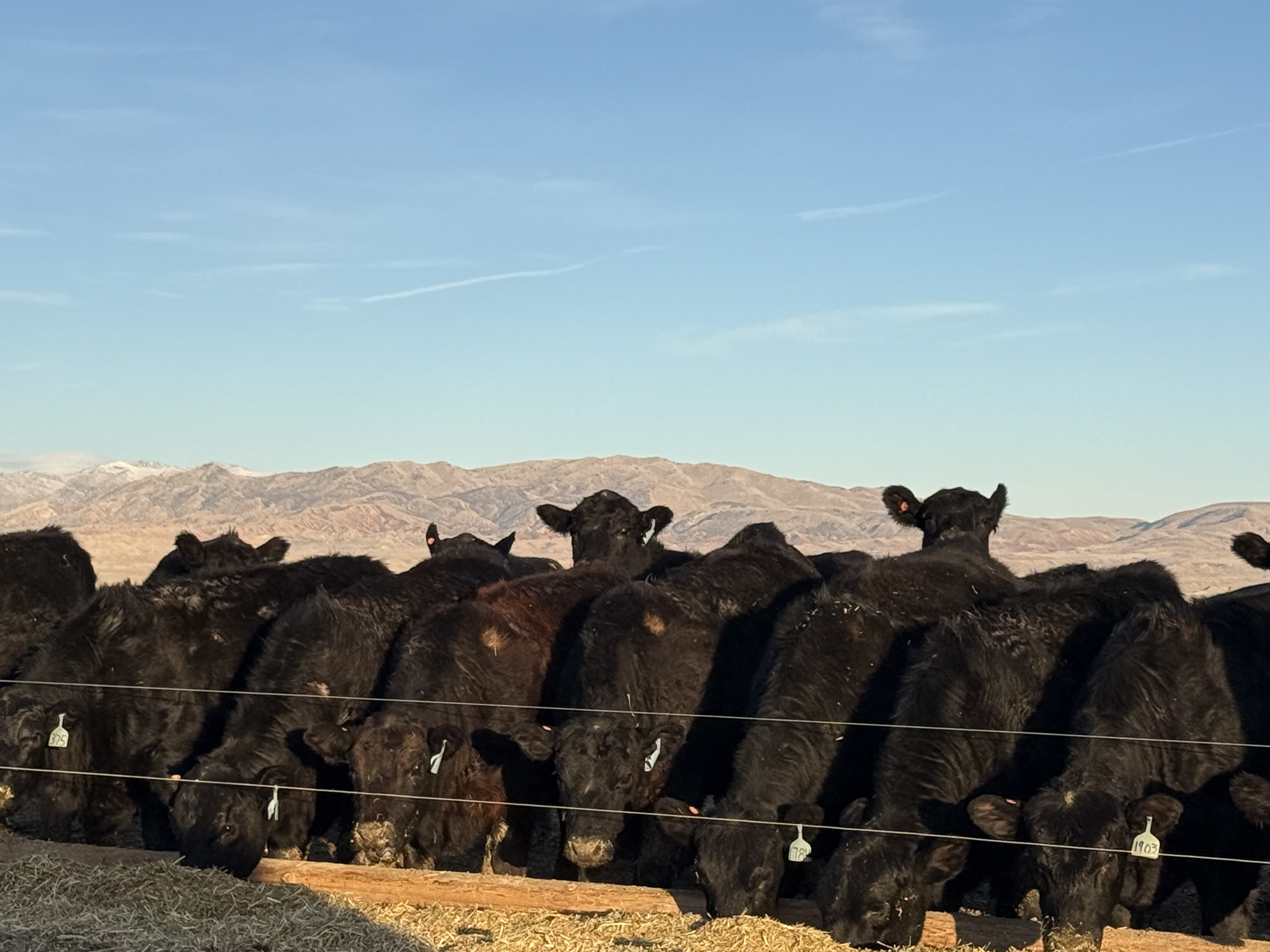 200 Black Bred Heifers
