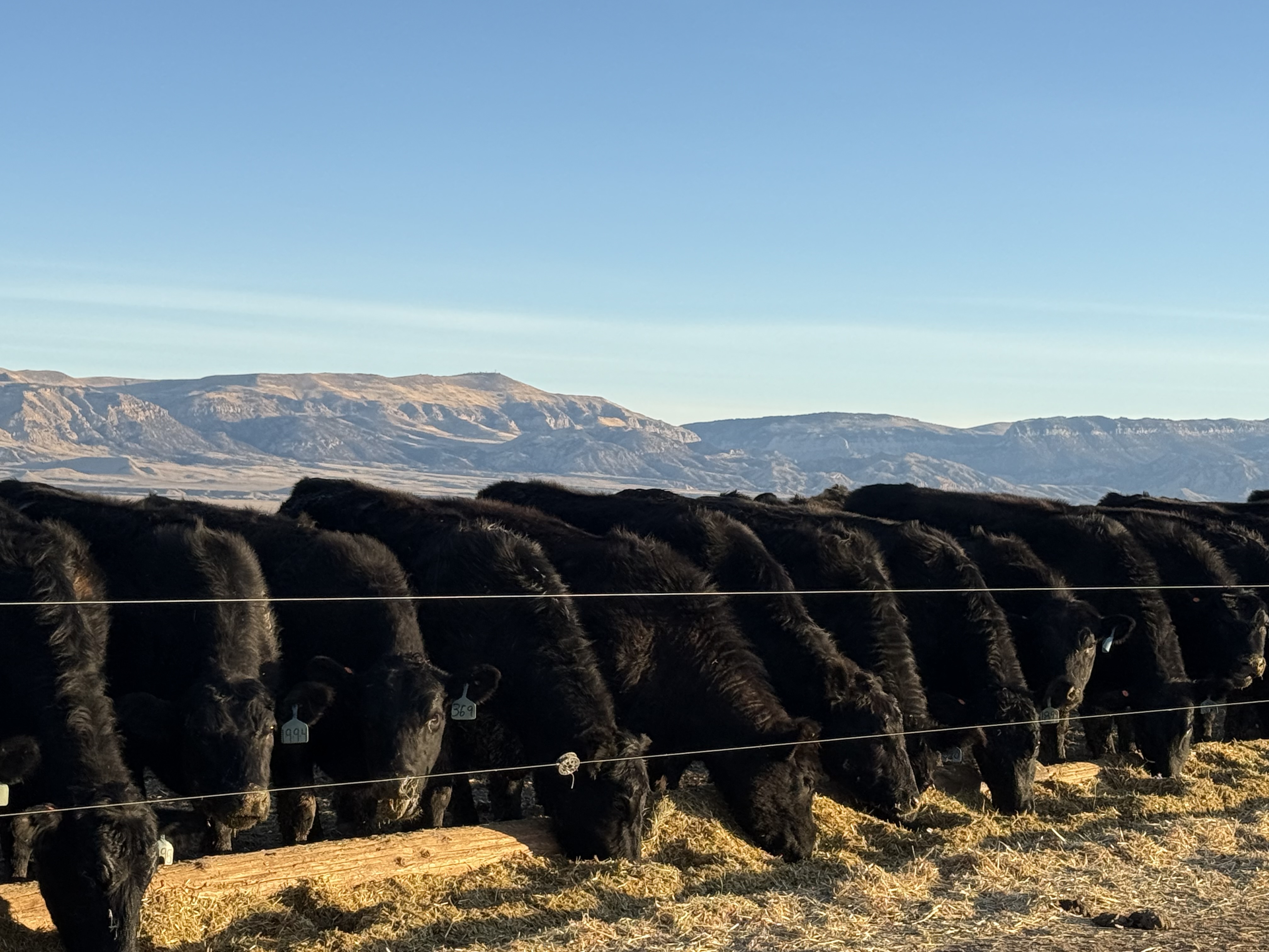 200 Black Bred Heifers