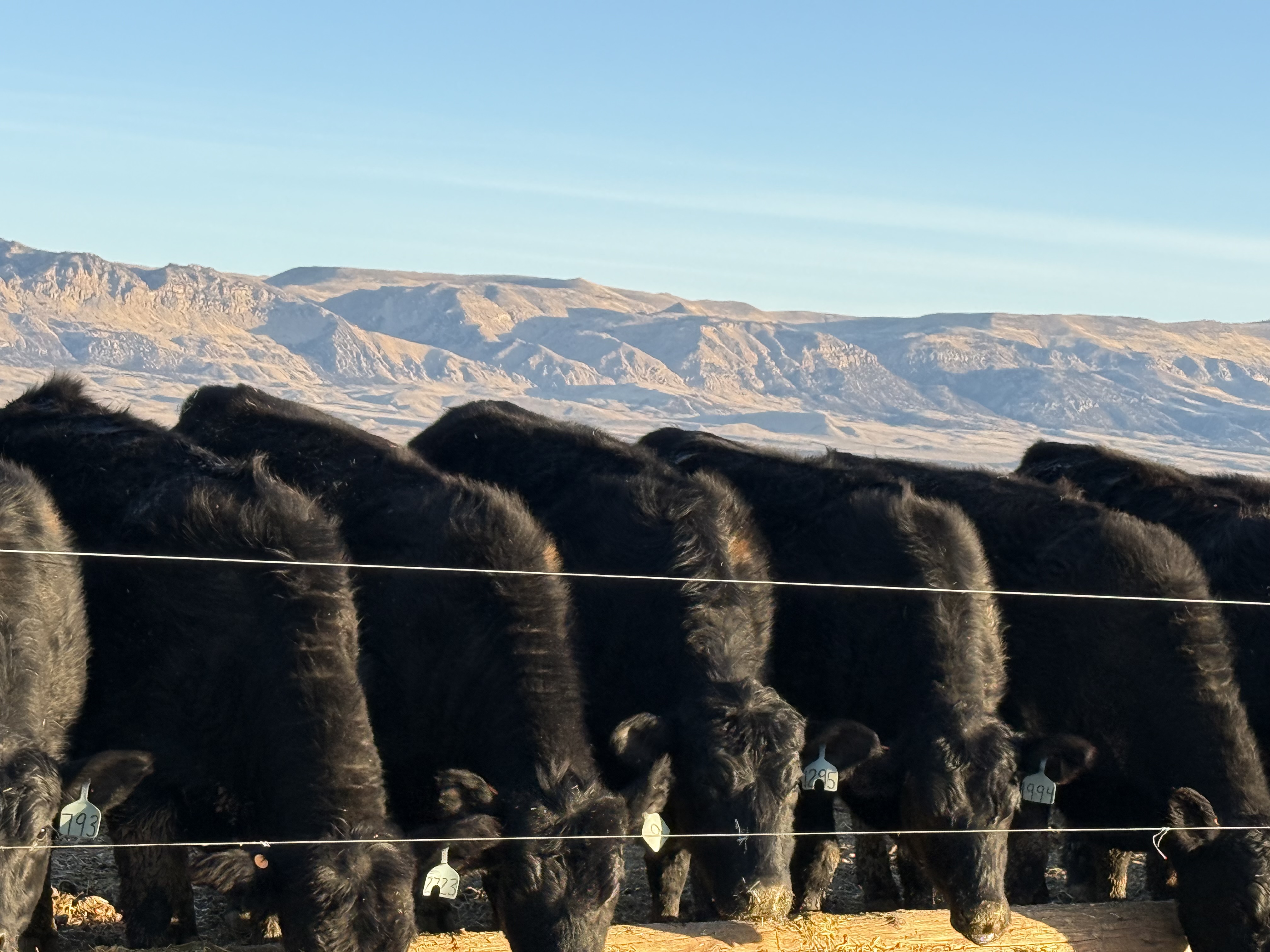200 Black Bred Heifers