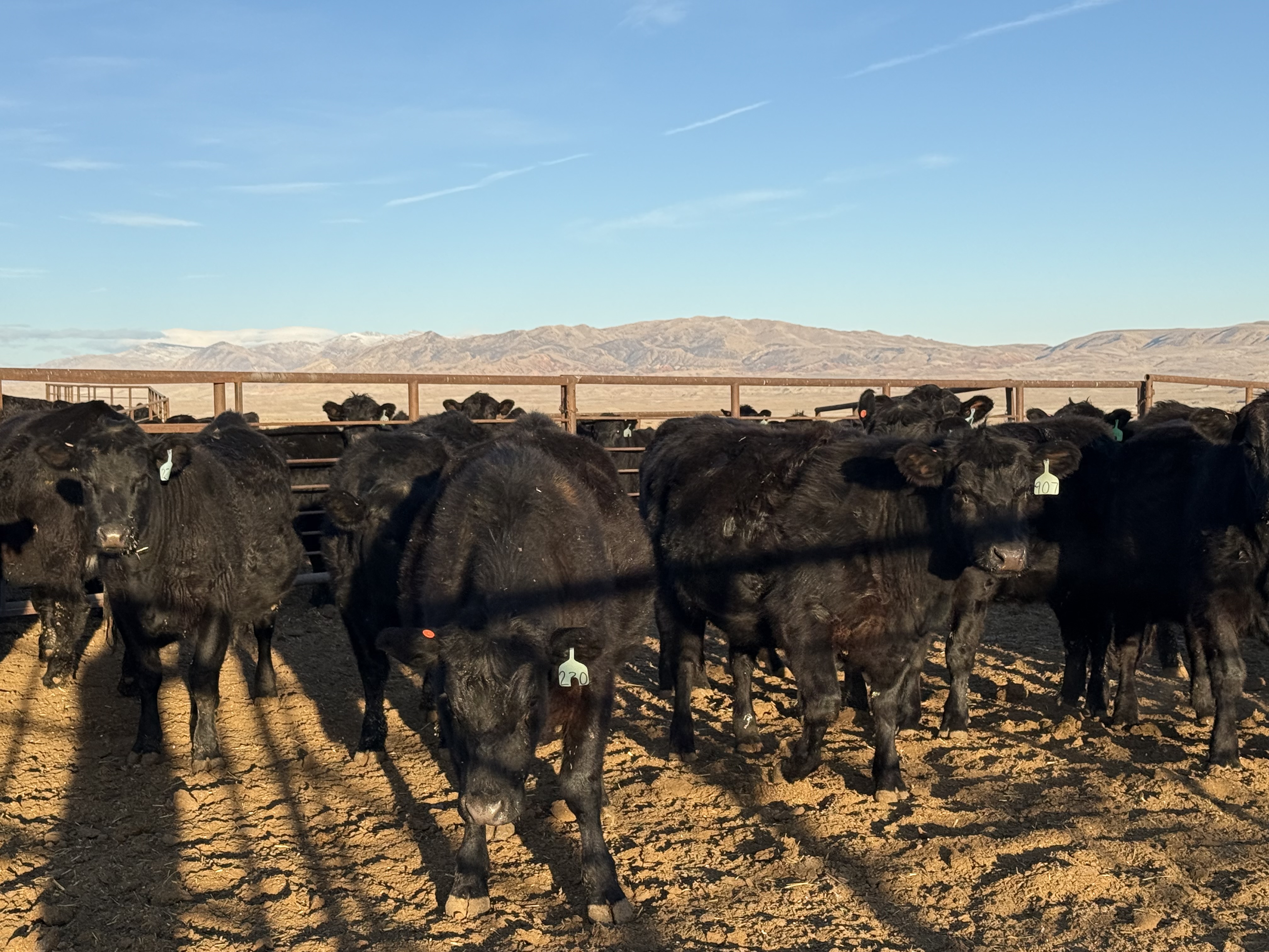 200 Black Bred Heifers