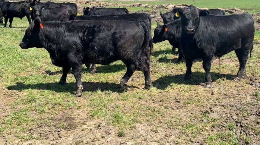 Black Angus, bred , replacement heifers/cows, cowcalf pairs and bulls
