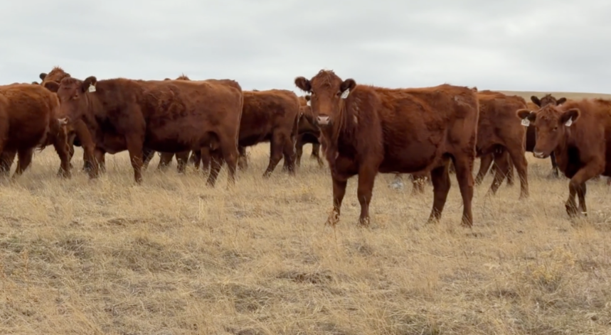 440 head of complete Red Angus bred cows-BC1000