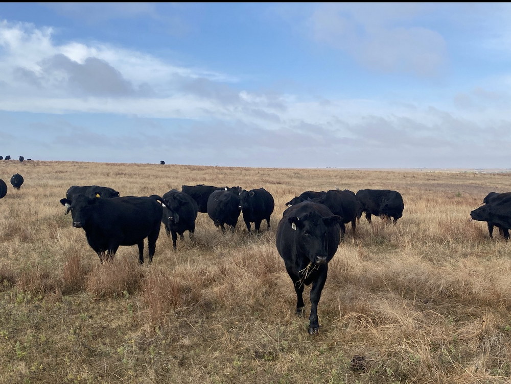 For Sale: 25 Black Angus Cows
