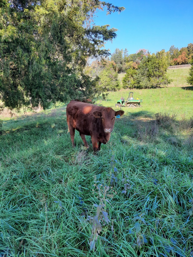 For Sale: 2 Red Angus Cross Cows