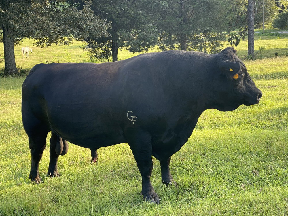 For Sale: 13 SimAngus Cows