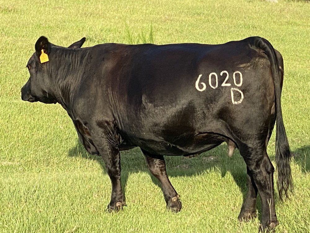 For Sale: 13 SimAngus Cows