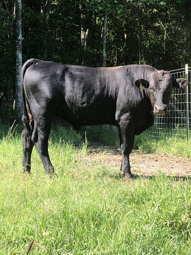For Sale: 2 Angus, Chianina Bulls