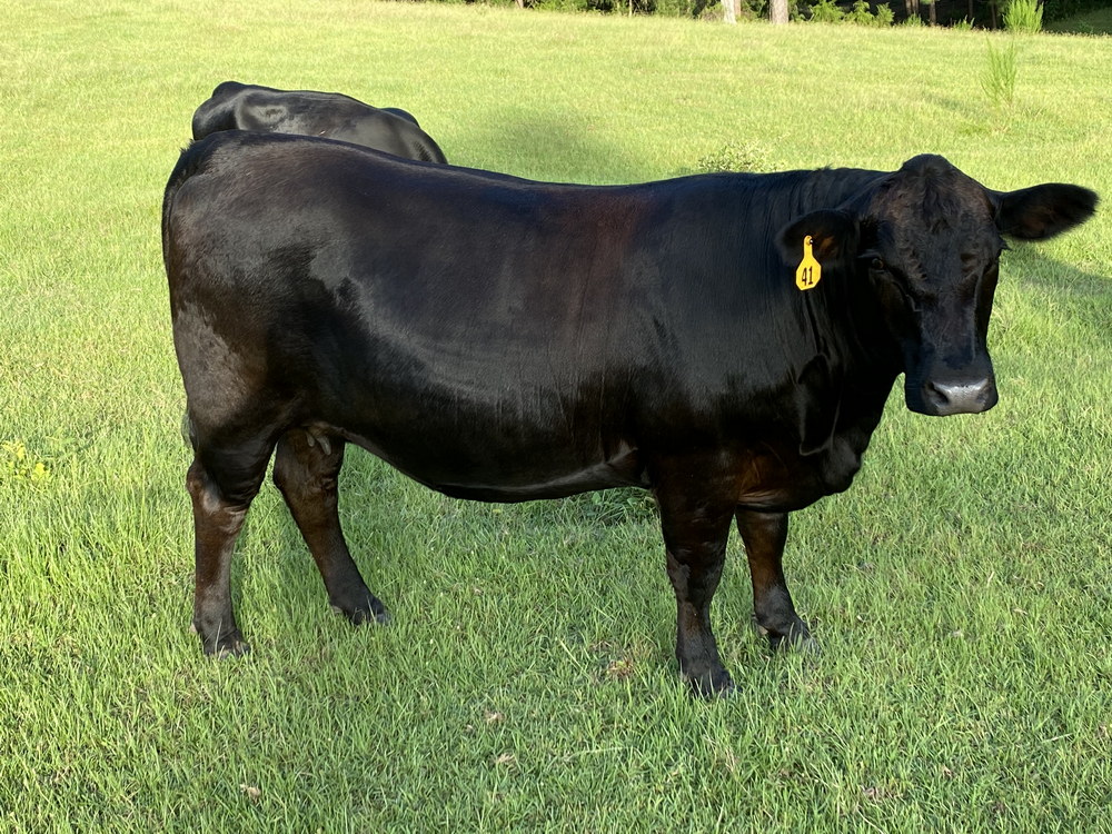 For Sale: 13 Simmental Cross Cows