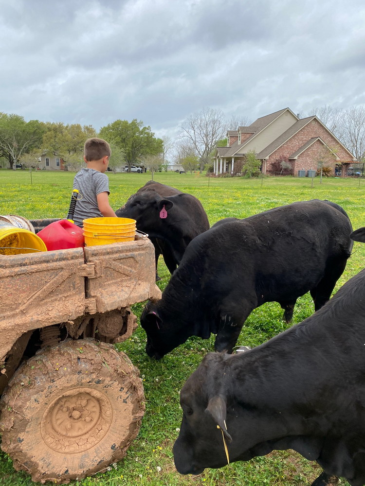 For Sale: 22 Brangus Cow/Calf Pairs
