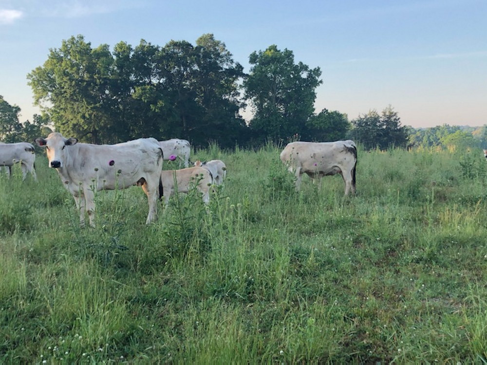 For Sale: 4 Piedmontese Cows