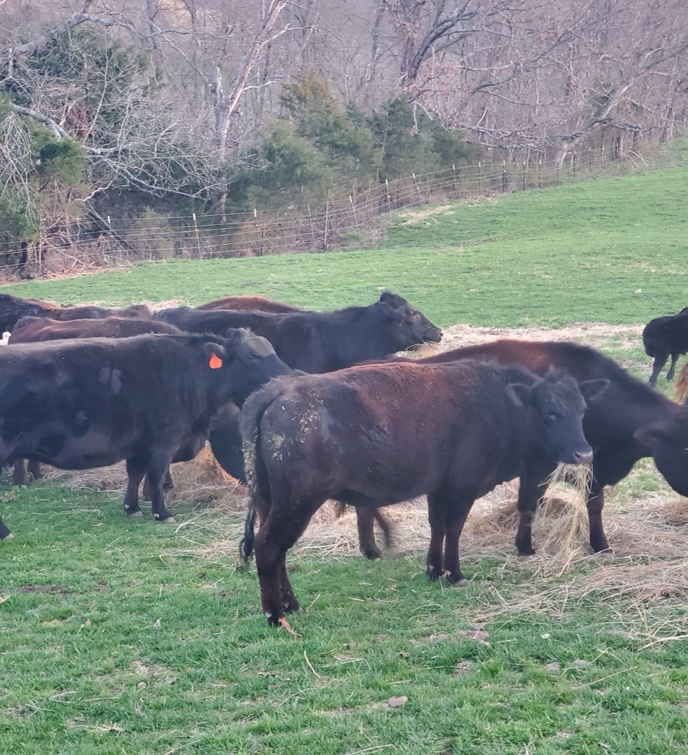 For Sale: 15 Angus, Wagyu Cow/Calf Pairs